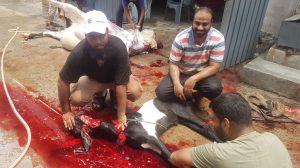 Distributed meat among 1500+ needy families