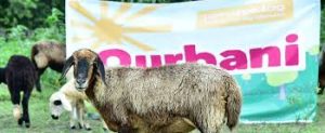 Qurbani
