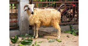 Who has to  pay Qurbani