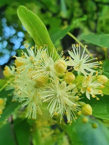 Meaning of the Month of June